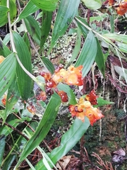 Elleanthus aurantiacus