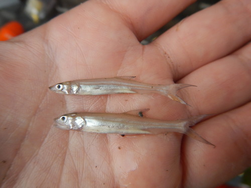 Elopidae