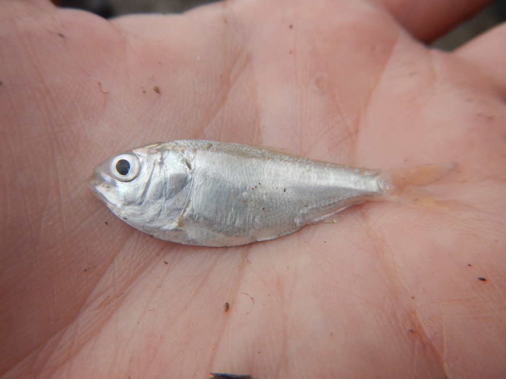 Finescale Menhaden