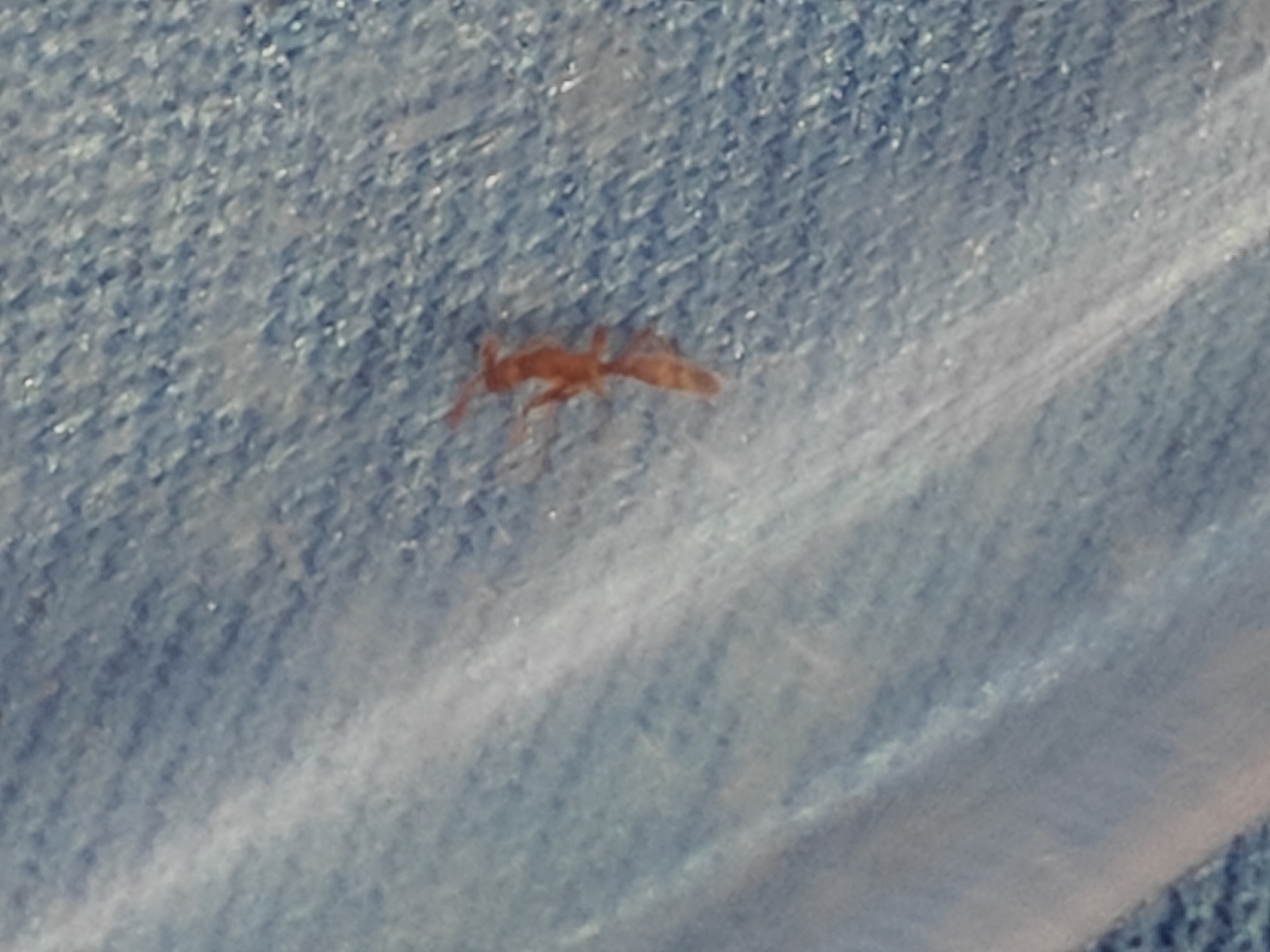 Probolomyrmex boliviensis