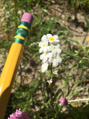 Plagiobothrys figuratus