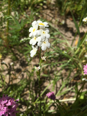 Plagiobothrys figuratus