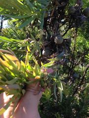 Leucadendron floridum