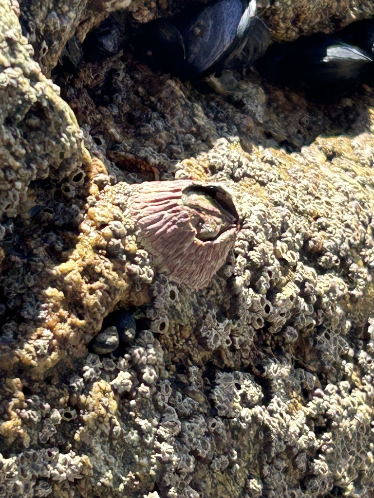 Pink Volcano Barnacle from Scenic Dr, Dana Point, CA, US on March 24 ...