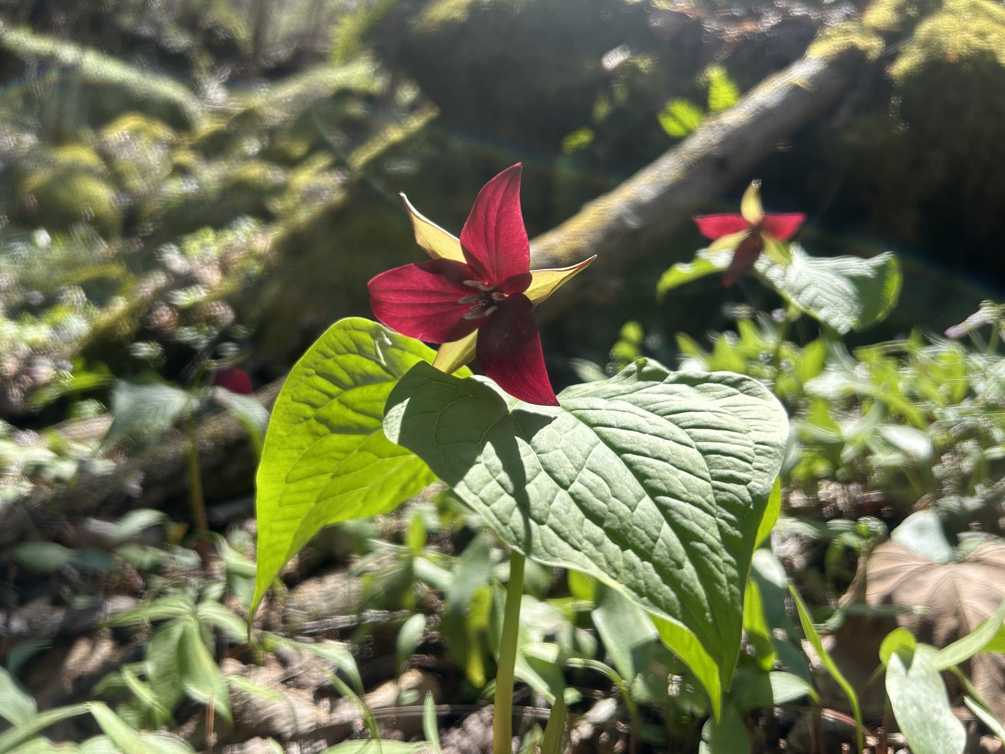 Imagem de Trillium vermelho