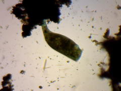 Stentor coeruleus