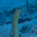 Papuan Garden Eel - Photo (c) Josh Jensen Undersea Productions, some rights reserved (CC BY-NC), uploaded by Josh Jensen Undersea Productions