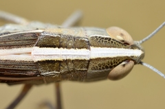 Ramburiella hispanica
