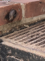 Limax maximus
