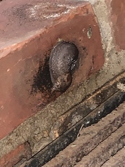 Limax maximus