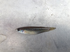 Fundulus chrysotus