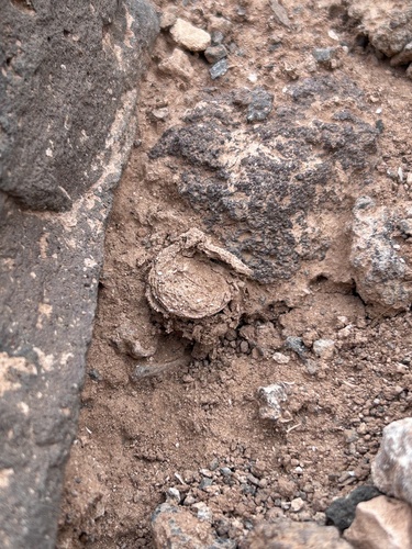 Titanidiops canariensis