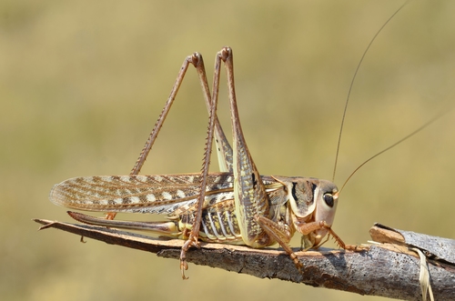 White-faced Bush-cricket