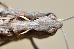 Omocestus raymondi