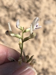 Astragalus remotus