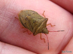 Euschistus ictericus