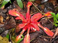 Etlingera coccinea