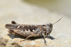 Omocestus raymondi