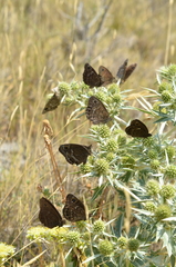 Satyrus actaea