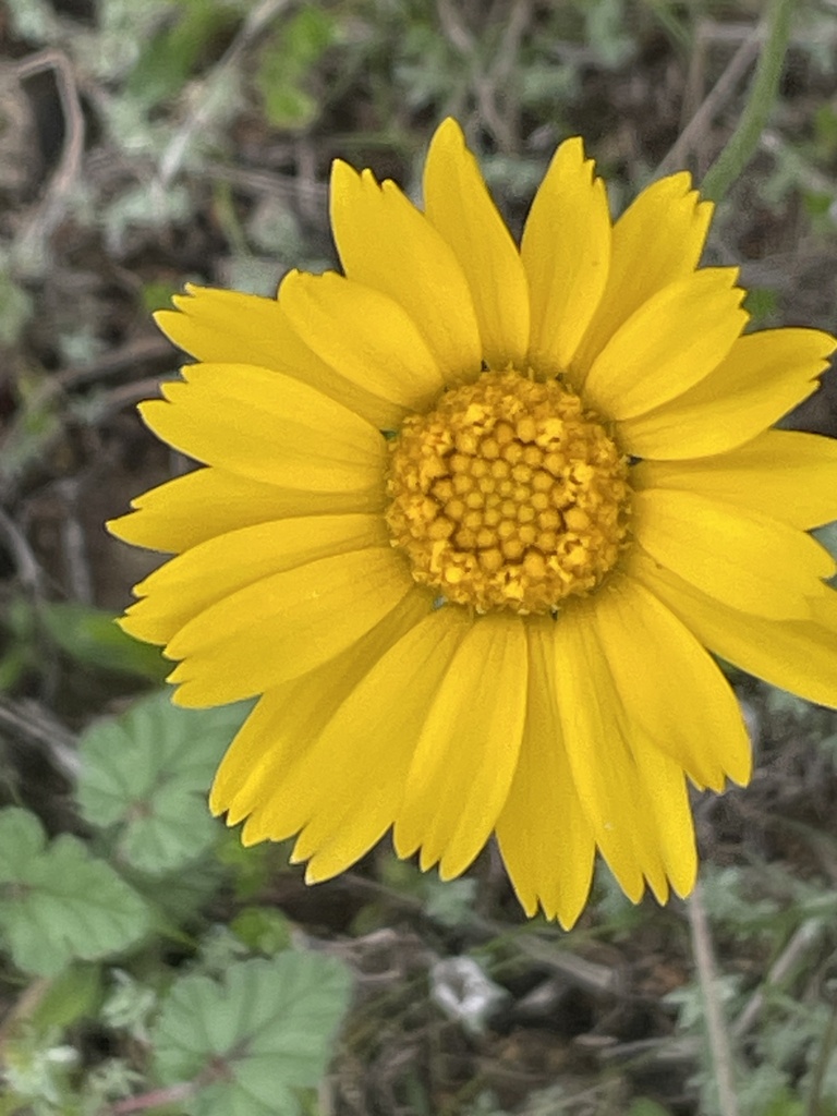 sunflowers, daisies, asters, and allies from County Road 455