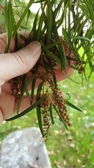 Veronica stenophylla