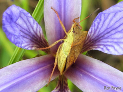 Euschistus ictericus