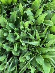 Convallaria