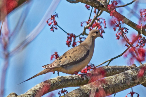 Mourning Dove photographed in Pennsylvania