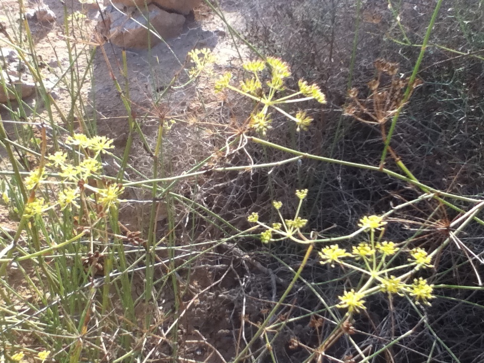 Anethum foeniculoides