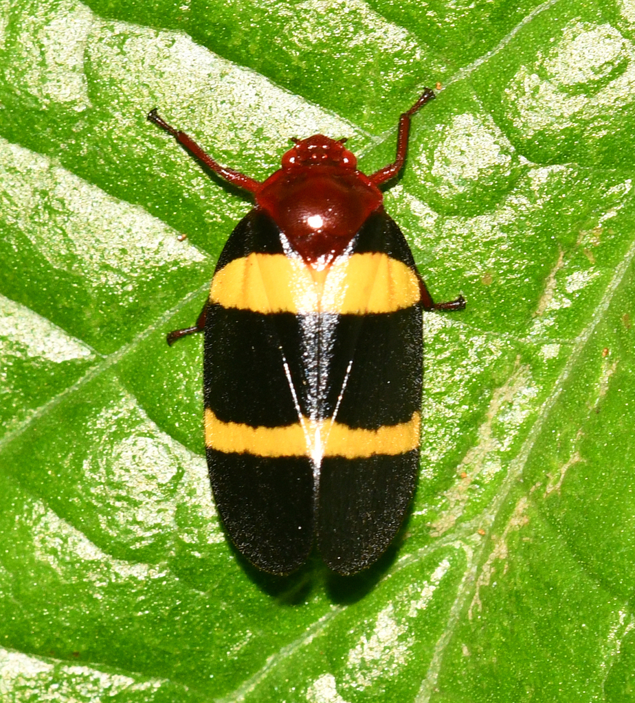 Sphenorhina rubra