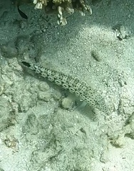 Yellowbanded Sandperch photo 4