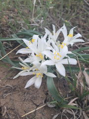 Leucocrinum montanum