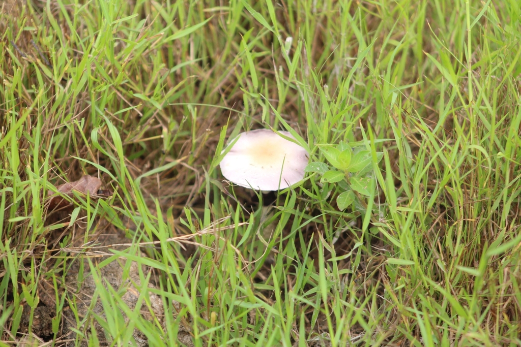 Psilocybe cubensis · March 2024 · photo: © biomartita (iNaturalist, cc-by)