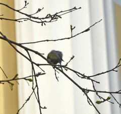 Parus major