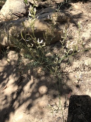 Astragalus remotus