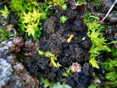 Leptochidium albociliatum