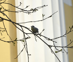 Parus major