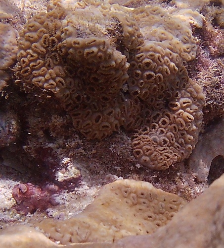 Photo of Caribbean mat zoanthid (Palythoa caribaeorum)