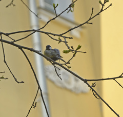 Parus major
