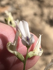 Astragalus remotus