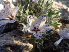 Langloisia setosissima