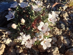 Langloisia setosissima