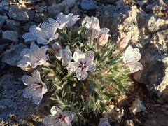 Langloisia setosissima