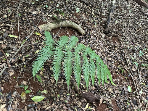 Pteris terminalis observed 2024-03-23