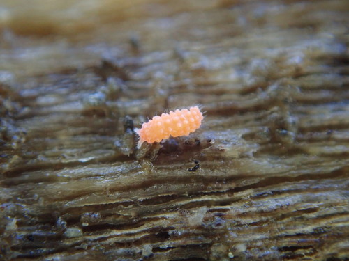 Vitronura giselae