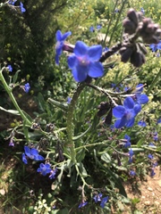 Anchusa strigosa
