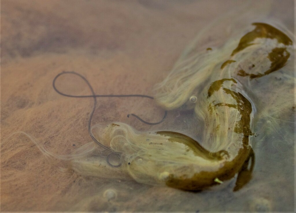 Gordionus