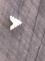 Conchylodes octonalis