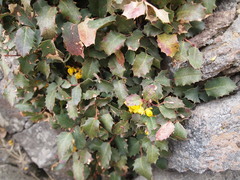 Berberis alpina