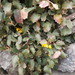 Berberis alpina - Photo (c) Rogelio Arreola Alemón, some rights reserved (CC BY-NC), uploaded by Rogelio Arreola Alemón
